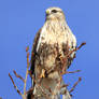 Rough Legged Hawk