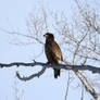 Juvenile Bald Eagle