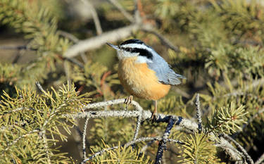 Red Breasted Nuthatch