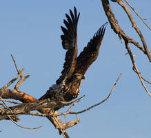 Wings spread