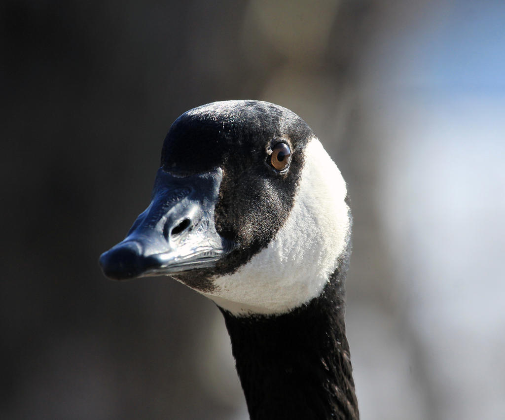 Canada Goose