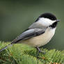 Chickadee on pine