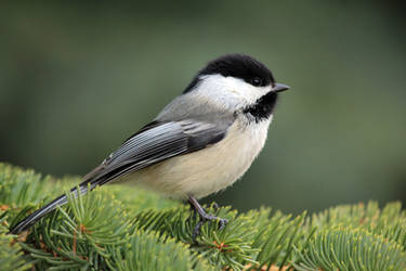 Chickadee on pine