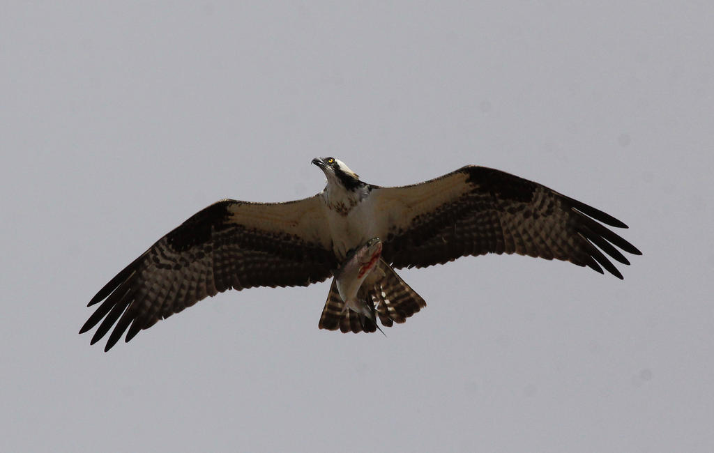 Osprey with trout.