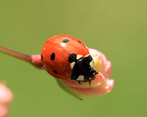 Ladybug by sgt-slaughter