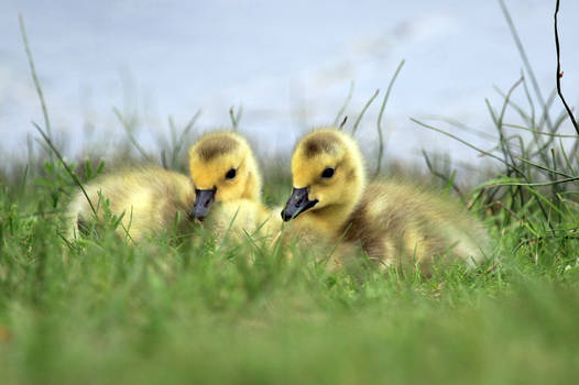 Goslings