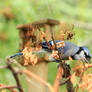 Shy Bluejay