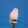 Snowy Owls 01 December 26 2014