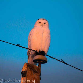 Snowy Owls 06 December 26 2014