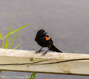 Red Winged Black Bird