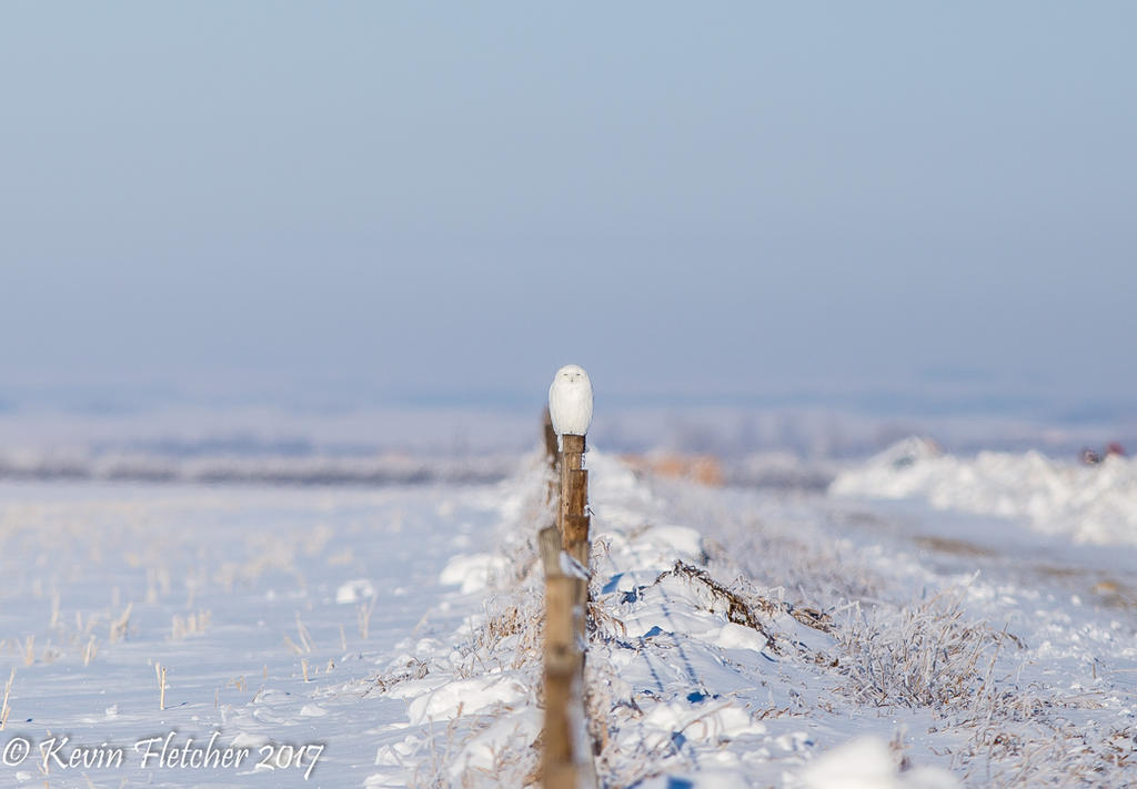 Snowy Owl 02 January 03 2017 by sgt-slaughter