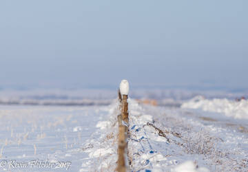 Snowy Owl 02 January 03 2017