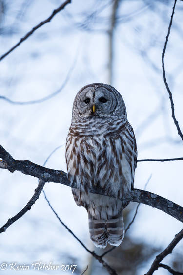 Barred Owl