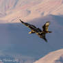 California Condor and Turkey Vulture