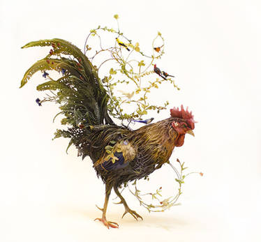 of the majestic and mundane - rooster