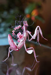 orchid mantis process