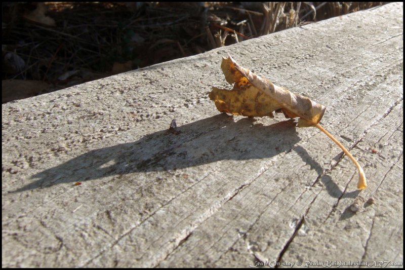 Leaf on Step