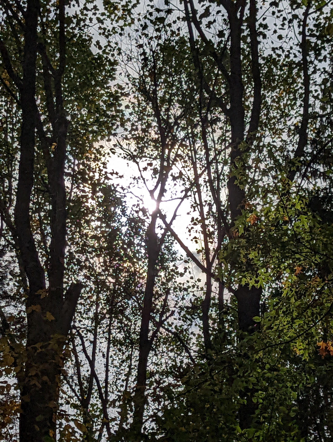 Backlit Trees by ACTBio on DeviantArt