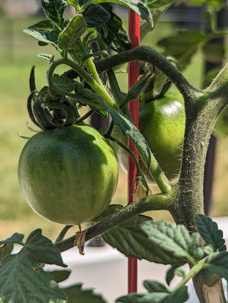 Mama's First Tomatoes by ACTBio on DeviantArt