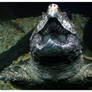 alligator snapping turtle