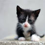 black and white kitten