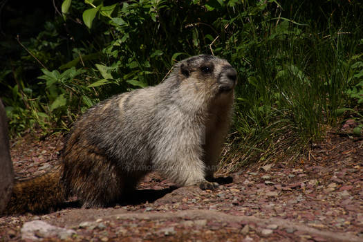 Hoary Marmot