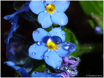 Forget-Me-Not