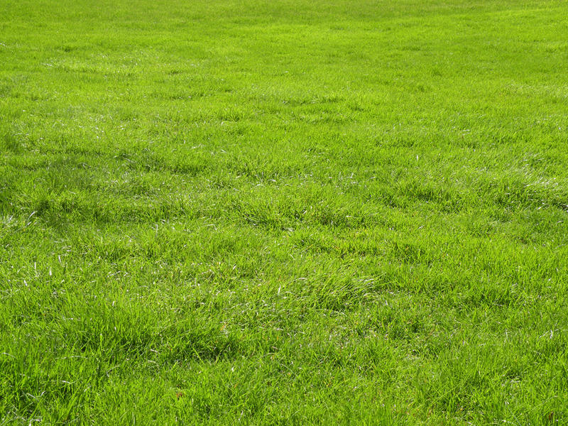 Grass Stock by Rai-Stock