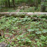 ForestStock1
