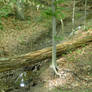 ForestStock2