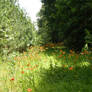 FlowerStock01