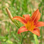 FlowerStock03