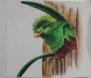 Quetzal