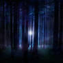 Magical Forest STOCK