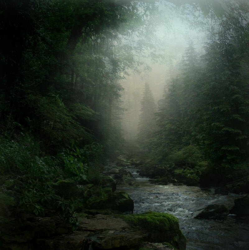 Forest Stream STOCK