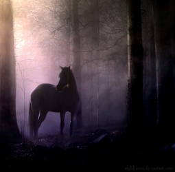 Dawn Finds Me