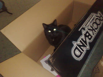 Cat In A Box