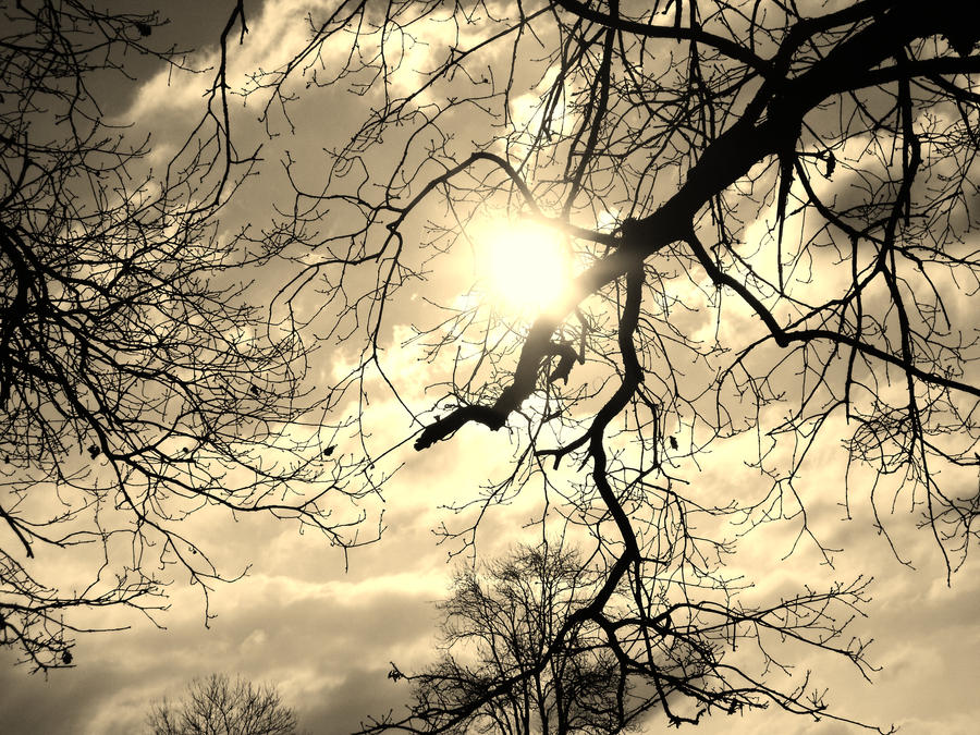 Sun throught Branches