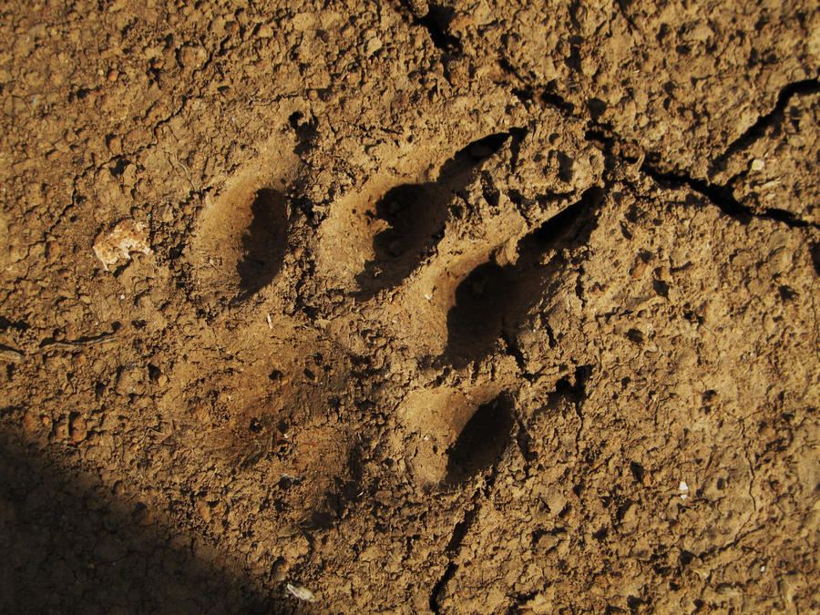 Pawprint