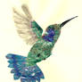 Blue-Throated Hummingbird collage