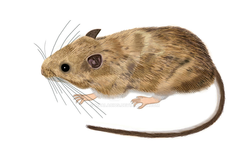 Neotoma mexicana by MPalacios on DeviantArt