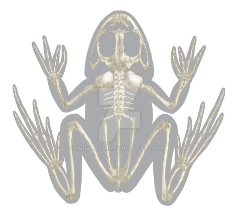 Amphibian Skeleton by MPalacios on DeviantArt