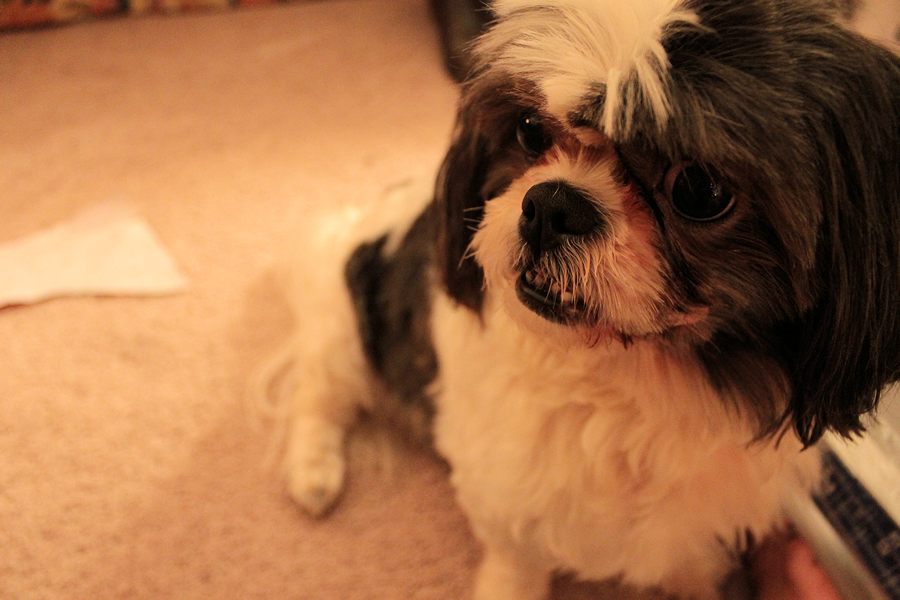 my shih-tzu