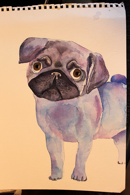 purple pug.