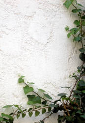 wall and ivy 1