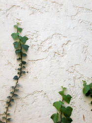 wall and ivy 2