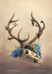 Skulls and Antlers