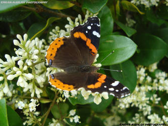 The Red Admiral