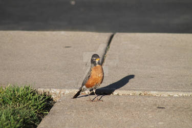 American Robin