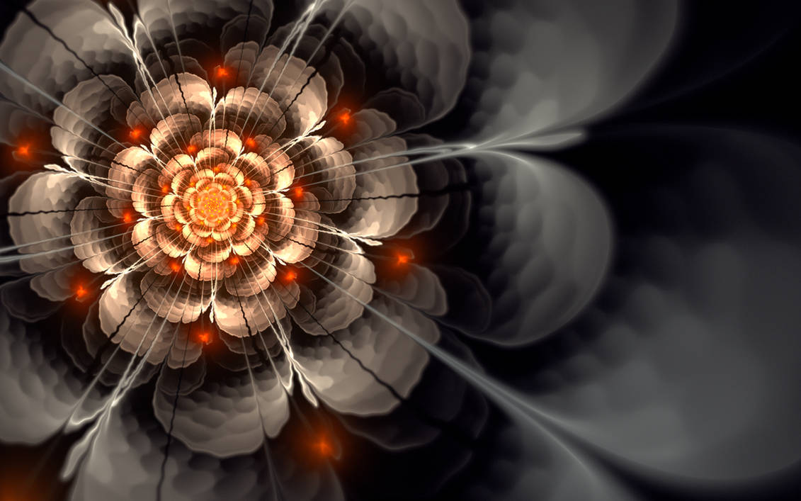 WP - Sunrise on a rose by SaTaNiA